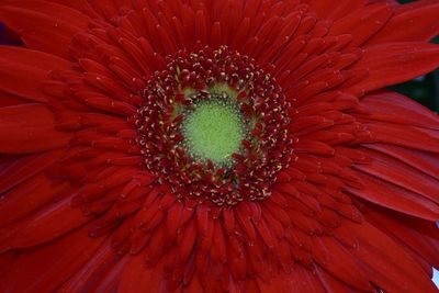 Full frame shot of red flower