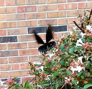 Close-up of grasshopper on wall