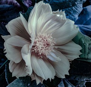 Close-up of flower blooming outdoors