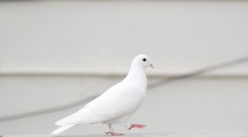 Side view of dove stepping on retaining wall