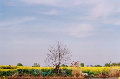 Bare trees on field against sky