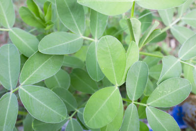 Close-up of green leaves