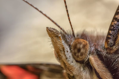 Amazing butterfly head, close up