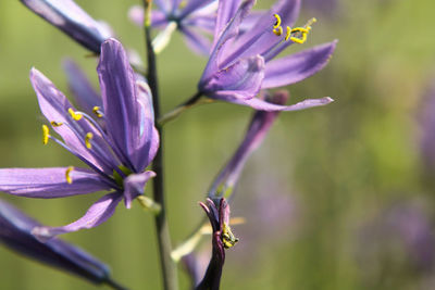 Close-up of purple flowering plant