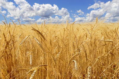 agriculture