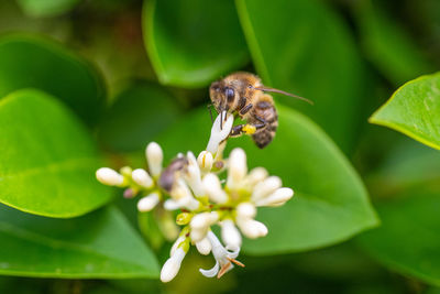 Close-up of insect on flower