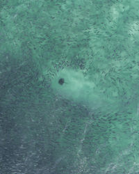 High angle view of jellyfish swimming in sea