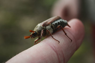 Close-up of hand holding insect