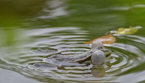 Close-up of water