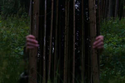Close-up of hand on tree trunk in forest