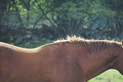 Close-up of horse against trees
