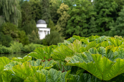 Close-up of fresh green leaves in garden