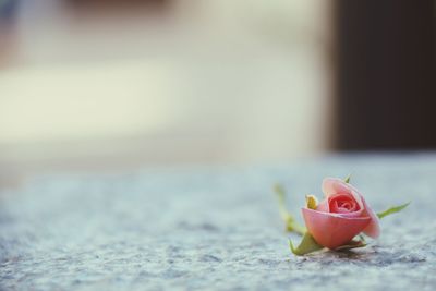 Close-up of rose on table