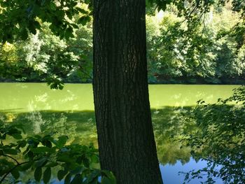 Scenic view of lake by trees against sky