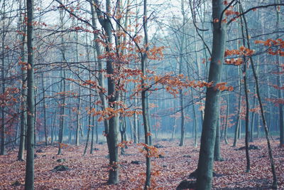 Trees in forest