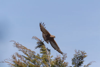 Low angle view of eagle flying against sky