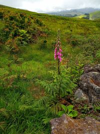 View of plant growing on land