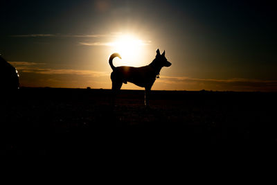 Silhouette horse on field against sky during sunset