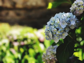 Close-up of hydrangea blooming outdoors