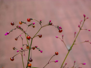 Close-up of pink berries on plant