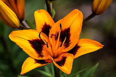 Close-up of yellow flower