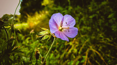 Close-up of flower blooming outdoors