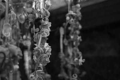 Close-up of flower for sale in market