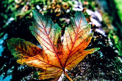 Close-up of maple leaf on tree