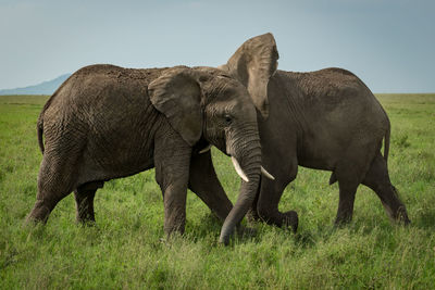 Elephants standing on grassy field