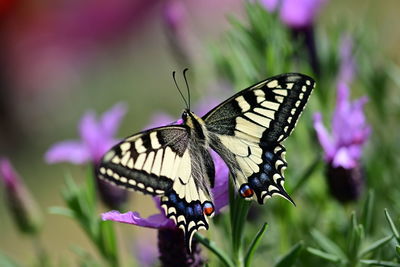 Close-up of butterfly pollinating on purple flower