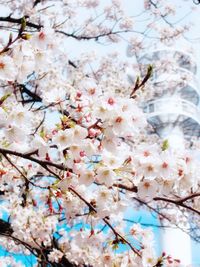 Low angle view of cherry blossoms in spring