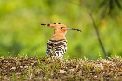 Close-up of bird perching on field