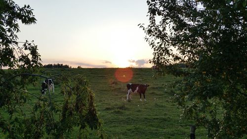 Horses in a field