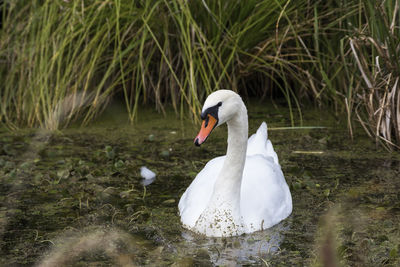 Close-up of swan in lake