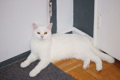 Close-up portrait of cat