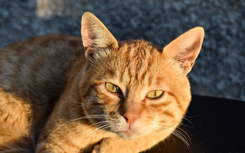 Close-up portrait of a cat