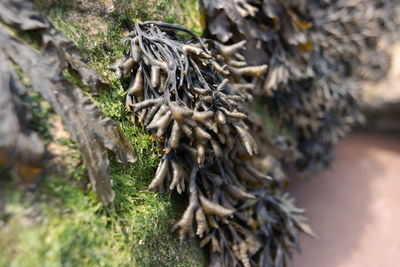 Close up of dead tree