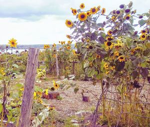 Scenic view of flowering plants on field against sky