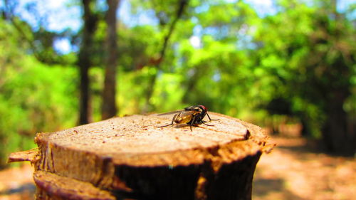 Close-up of insect on wood