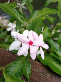 Close-up of pink flower blooming outdoors