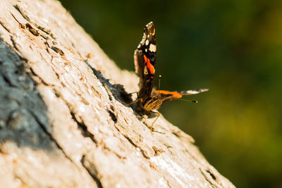 Close-up of insect on tree trunk