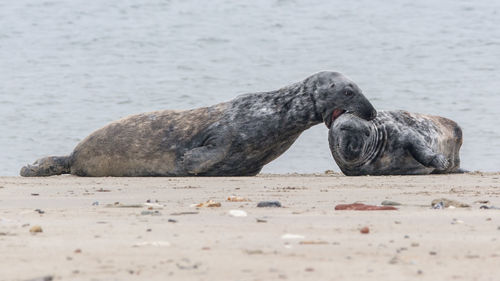 View of an animal on beach