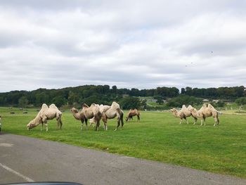 Horses in a field