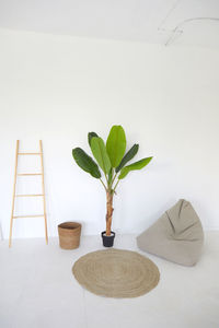 Potted plant on table against wall at home