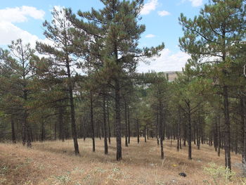 Trees on field against sky