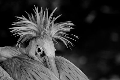 Close-up of a bird