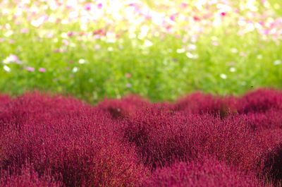 Close-up of fresh purple flower in field