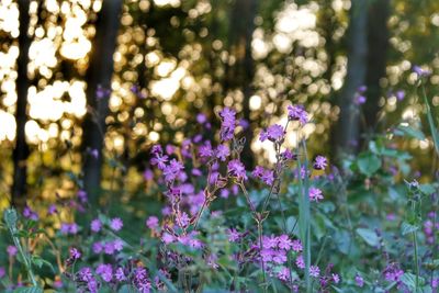 Close-up of purple flowering plants