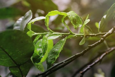 Close-up of raindrops on leaves