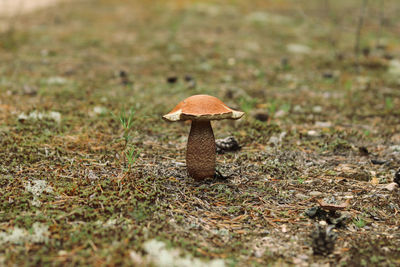Boletus mushroom grows on the forest road